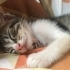 3 kardeş kalıcı yuva arıyor fotoğraf