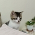 TÜM KARDEŞLERİ YUVALANDI YANLIZ KALDI fotoğraf