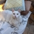 Bembeyaz kedi için yuva arıyoruz fotoğraf