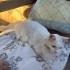 Bembeyaz kedi için yuva arıyoruz fotoğraf
