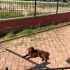 Bu labrador gülümsesine bir ev lazım fotoğraf