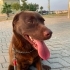 Bu labrador gülümsesine bir ev lazım fotoğraf