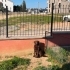 Bu labrador gülümsesine bir ev lazım fotoğraf