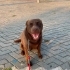 Bu labrador gülümsesine bir ev lazım fotoğraf