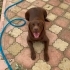 Bu labrador gülümsesine bir ev lazım fotoğraf