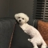 Kısır chipli karnelidir fotoğraf
