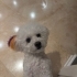 Kısır chipli karnelidir fotoğraf