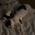 Çok insancıl ,oyuncu 2 aylık yavru kedi fotoğraf