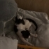 Çok insancıl ,oyuncu 2 aylık yavru kedi fotoğraf