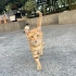 Kucak delisi bir aslan fotoğraf