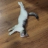 Lokum iç dış parazitleri karma aşısı yapıldı fotoğraf