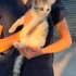 Lokum iç dış parazitleri karma aşısı yapıldı fotoğraf