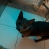 1 yaş civarı, kısır, çook yakışıklı, çoook uysal, sakin fotoğraf