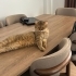 British cookie kısır aşıları tam fotoğraf