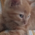 Sarman Yavruya Yuva Arıyoruz🐾🧡 fotoğraf