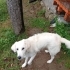 8 aylık Erkek Golden Retreiver fotoğraf