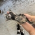5 kardeşe yuva aranıyor fotoğraf