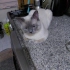 Tuvalet eğitimi var sakin bir kedi gece de füze gibi fotoğraf
