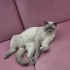 Tuvalet eğitimi var sakin bir kedi gece de füze gibi fotoğraf