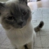 Tuvalet eğitimi var sakin bir kedi gece de füze gibi fotoğraf