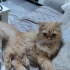 mia ya yeni yuva arıyoruz fotoğraf