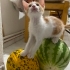 SEÇ BEĞEN AL 🥰PASPAS İLE KAVUN  🐾 fotoğraf