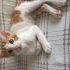 SEÇ BEĞEN AL 🥰PASPAS İLE KAVUN  🐾 fotoğraf