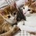 SEÇ BEĞEN AL 🥰PASPAS İLE KAVUN  🐾 fotoğraf