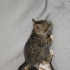 Annesi emzirmiyor,mama yiyor fotoğraf