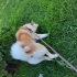Acil Sahiplendirme Orijinal Akita İnu Köpeğimiz fotoğraf