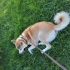 Acil Sahiplendirme Orijinal Akita İnu Köpeğimiz fotoğraf