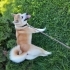 Acil Sahiplendirme Orijinal Akita İnu Köpeğimiz fotoğraf