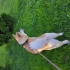 Acil Sahiplendirme Orijinal Akita İnu Köpeğimiz fotoğraf