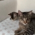 ENGELLİ KEDİLERE ÖNCELİK fotoğraf