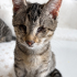 ENGELLİ KEDİLERE ÖNCELİK fotoğraf