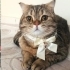 TONTİŞ ÖMÜRLÜK YUVA ARIYOR fotoğraf