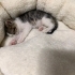 Çöp konteynerin da bulundu 😢 fotoğraf