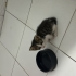 Çöp konteynerin da bulundu 😢 fotoğraf