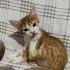 BİR FOTOĞRAFA BAKABİLİRSİN YADA BİR CANIN HAYATINI DEĞİŞTİREBİLİRSİN fotoğraf