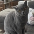 Lola Kendini Sevdirmekten Bıkmayan Kedi fotoğraf