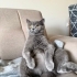Lola Kendini Sevdirmekten Bıkmayan Kedi fotoğraf