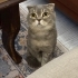 Sevgi Pıtırcığı Alloy fotoğraf