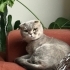 Sevgi Pıtırcığı Alloy fotoğraf