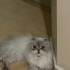 Bu güzelliğe bir yuva, bu masum kalbe bir ömür gerekir fotoğraf