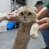 🐾 1 Yaşında Scottish Dişi Kedi – Ömürlük Yuvasını Arıyor fotoğraf