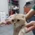 🐾 1 Yaşında Scottish Dişi Kedi – Ömürlük Yuvasını Arıyor fotoğraf