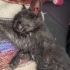 Araba moturuna sıkışmış yavru kedi çok kötü haldeydi imkanlarla ayakta tuttuk fotoğraf