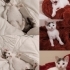 Adım piglet ailemi arıyorum :) fotoğraf