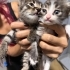 4 haftalık minik kardeşler yuva ariyor fotoğraf