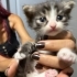 4 haftalık minik kardeşler yuva ariyor fotoğraf